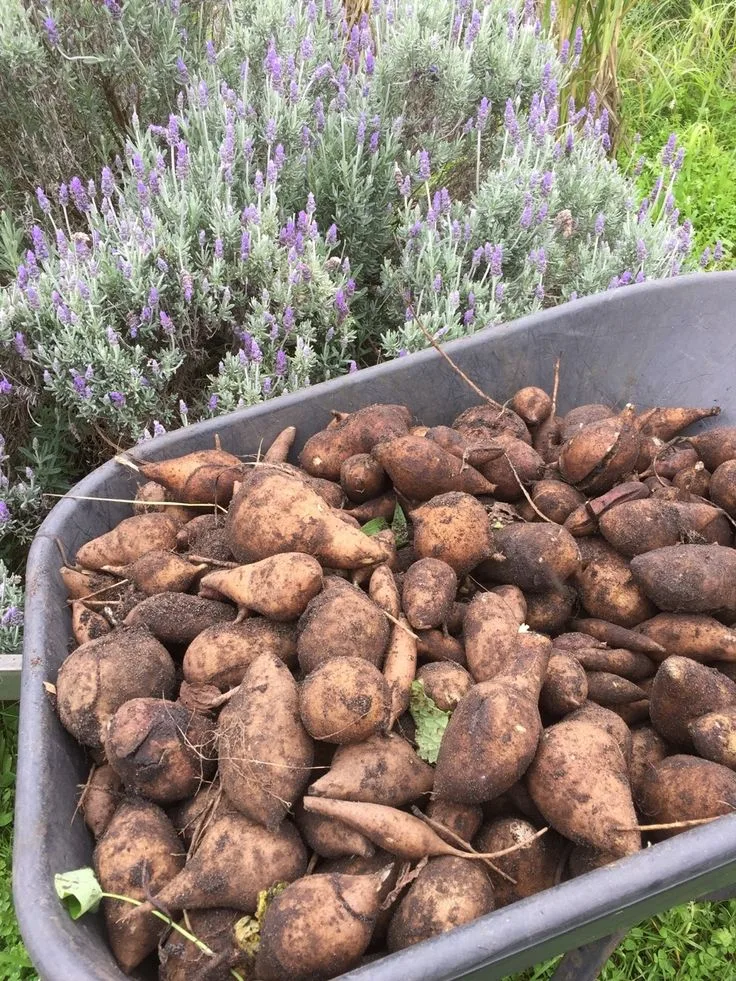 Cómo Sembrar Yacón, el Dulce Secreto de los Andes