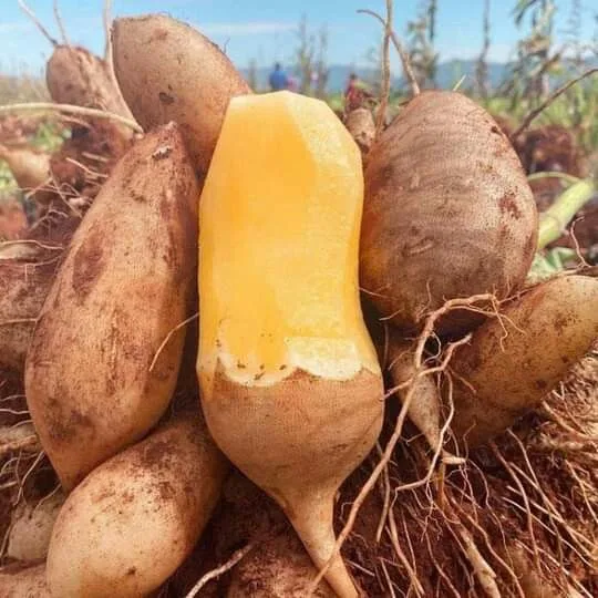 Cómo Sembrar Yacón, el Dulce Secreto de los Andes