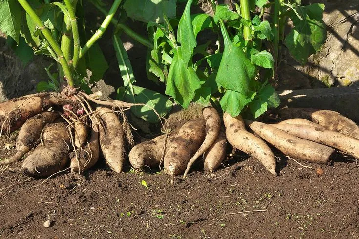 Cómo Sembrar Yacón, el Dulce Secreto de los Andes