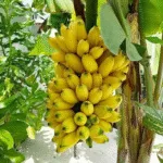 Agricultura Andina: Cómo Sembrar Plátanos en Territorio Peruano