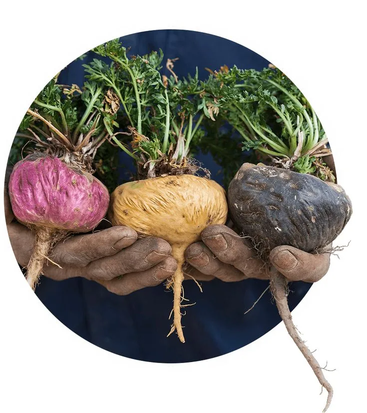 Cómo Sembrar Maca, el Tesoro del Altiplano Peruano