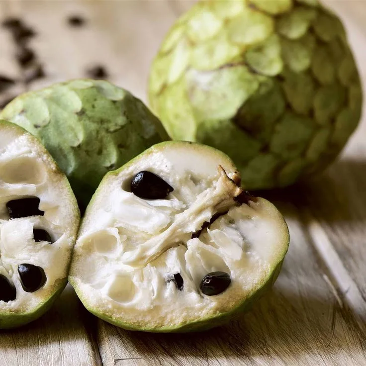 Cómo Sembrar Chirimoya, la Joya Dulce de los Valles del Perú