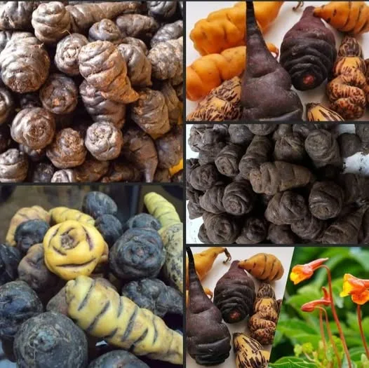 Cómo Sembrar Mashua, el Misterioso Tubérculo de los Andes