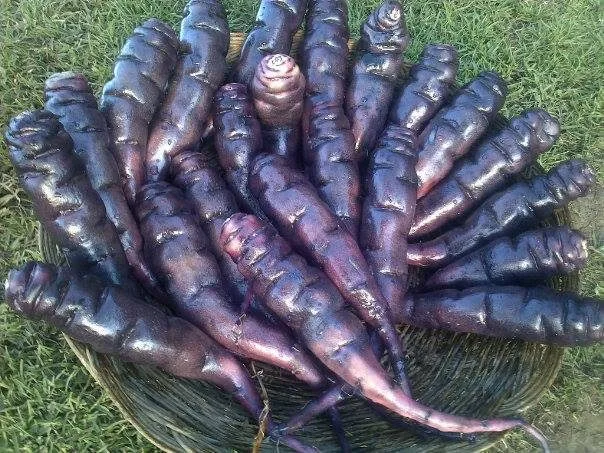 Cómo Sembrar Mashua, el Misterioso Tubérculo de los Andes