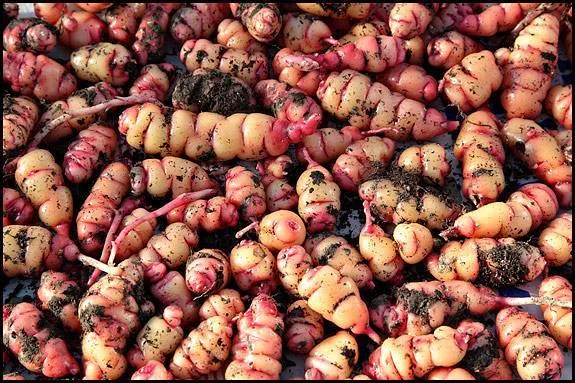 Cómo Sembrar Mashua, el Misterioso Tubérculo de los Andes