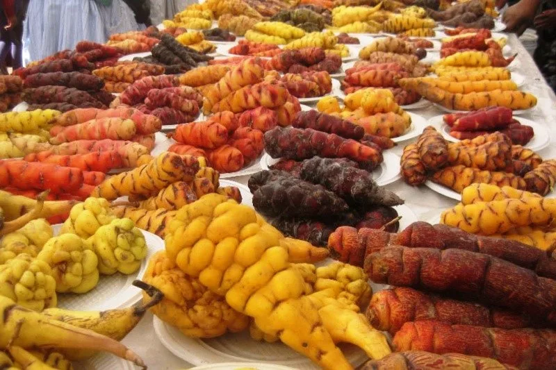 Cómo Sembrar Mashua, el Misterioso Tubérculo de los Andes