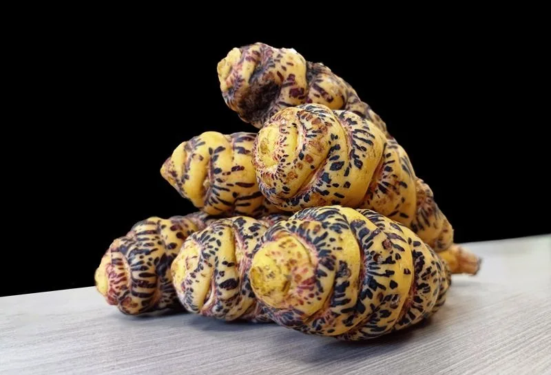 Cómo Sembrar Mashua, el Misterioso Tubérculo de los Andes