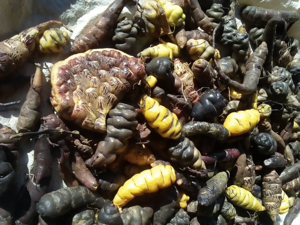 Cómo Sembrar Mashua, el Misterioso Tubérculo de los Andes