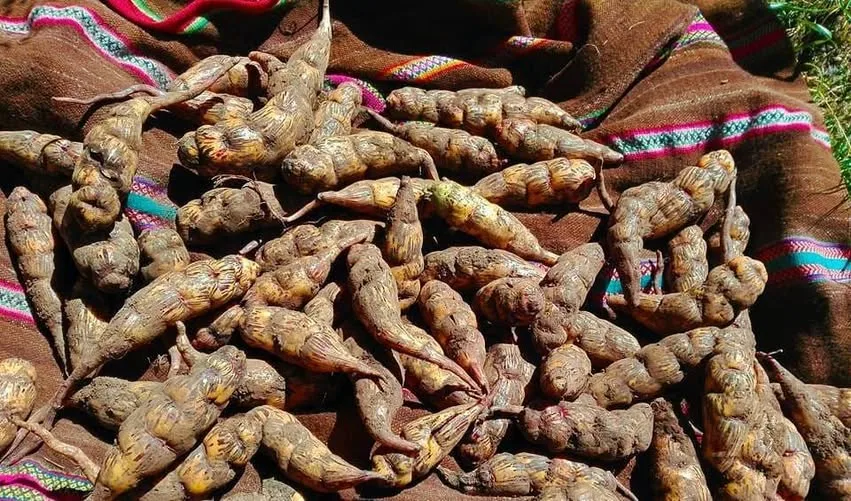 Cómo Sembrar Mashua, el Misterioso Tubérculo de los Andes