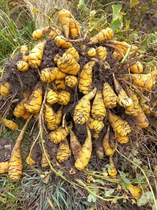 Cómo Sembrar Mashua, el Misterioso Tubérculo de los Andes