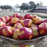 Cómo Sembrar Papas, el Tesoro de los Andes