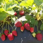 Cómo Sembrar Fresas en los Andes, Dulce Ciencia y Tradición