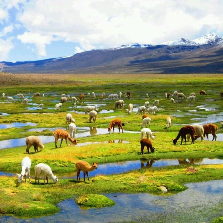 Perú Profundo: 15 Secretos que Ocultan la Costa, Sierra y Selva