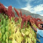 ¿Por qué la NASA estudia la quinua? El poder ancestral de los Andes