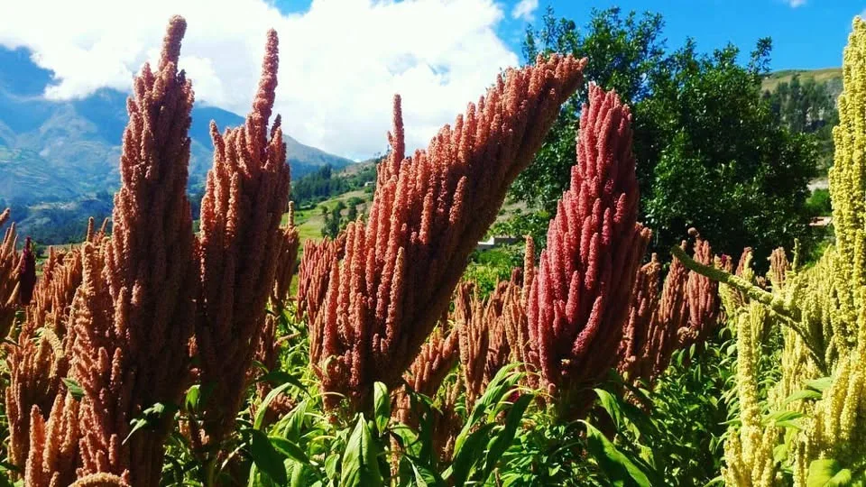 Maca, Kiwicha y Tarwi: El trío dorado de los Andes que fortalece tu cuerpo