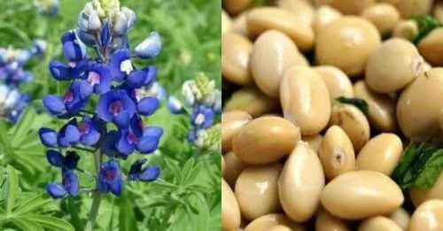 Maca, Kiwicha y Tarwi: El trío dorado de los Andes que fortalece tu cuerpo