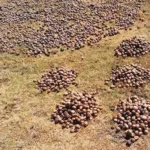 Superalimentos del Perú: Secretos nutricionales que curan y energizan