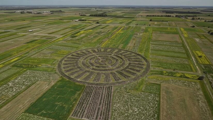 Waru Waru: El Milagro Ancestral que Vence al Cambio Climático Hoy