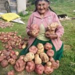 ¿Qué se Siembra Realmente en el Campo Andino del Perú?