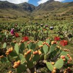 ¿Por Qué la Vida en el Campo Andino es Perfecta?