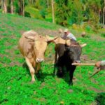 Del Cemento a la Tierra: Por Qué la Vida Rural Supera el Atractivo Urbano