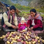 Por Qué Comprar al Productor Andino Peruano es una Inversión Vital