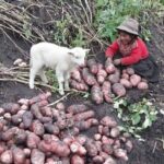 Agricultura Andina peruana moderna