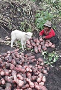 Agricultura Andina peruana moderna