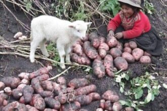 La Agricultura Andina, una Clase Maestra de Sostenibilidad