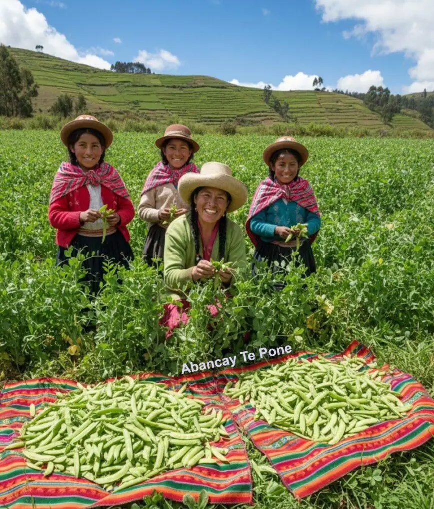 Perú Lider Mundial en exportación de Arvejas - Peru te pone Perú Lider Mundial en exportación de Arvejas